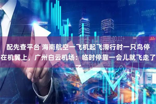 配先查平台 海南航空一飞机起飞滑行时一只鸟停在机翼上，广州白云机场：临时停靠一会儿就飞走了