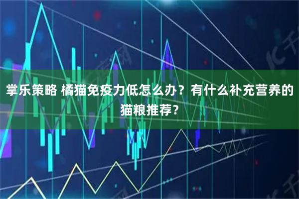 掌乐策略 橘猫免疫力低怎么办？有什么补充营养的猫粮推荐？