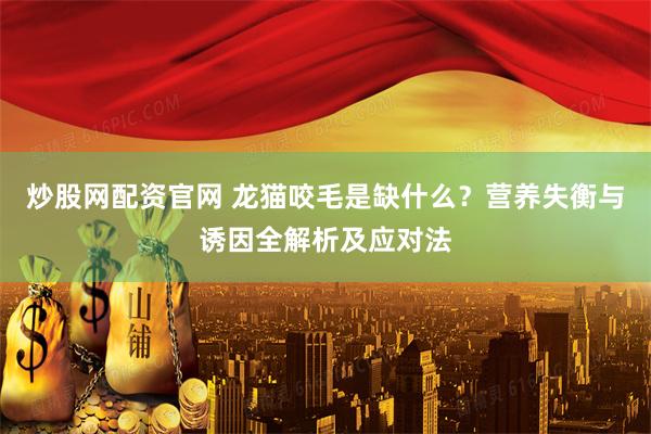 炒股网配资官网 龙猫咬毛是缺什么？营养失衡与诱因全解析及应对法